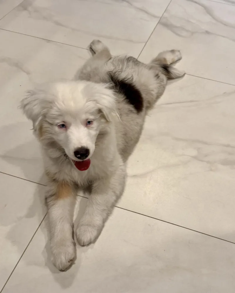 Atlas