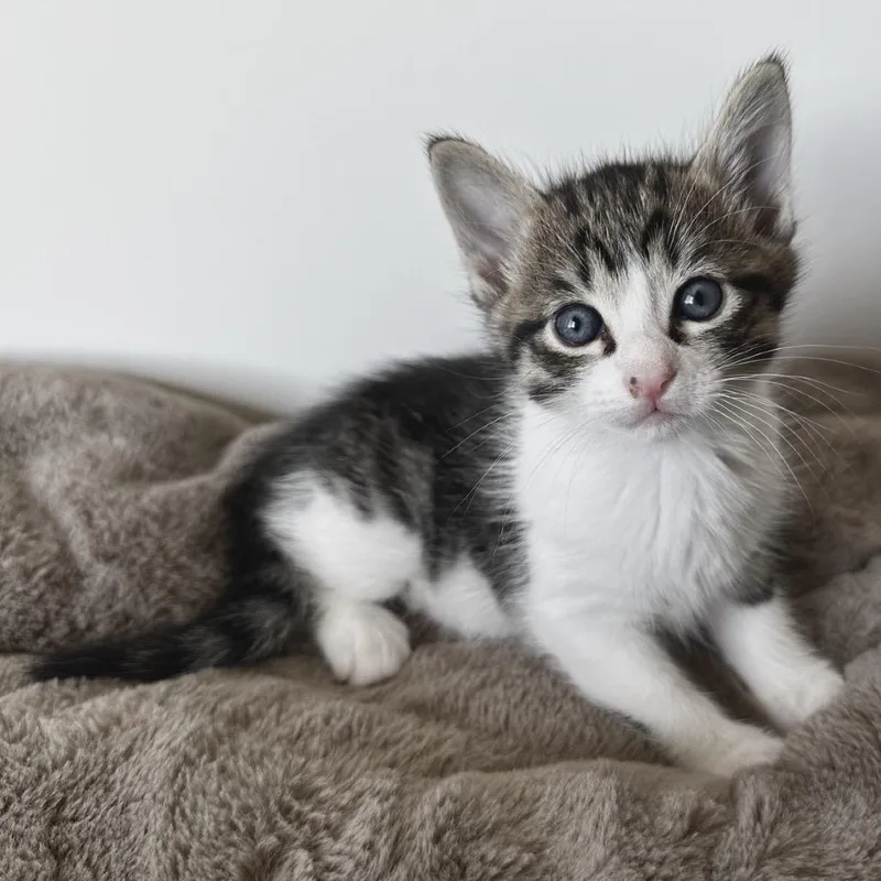 A baby small-sized male Brown / Chocolate Domestic Medium Hair cat named Elmo for adoption in Sunnyvale, CA