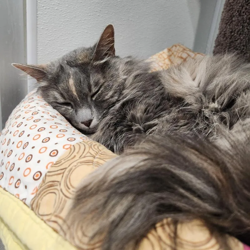 An adult medium-sized female Tortoiseshell Domestic Long Hair cat named Sushi for adoption in Murray, UT