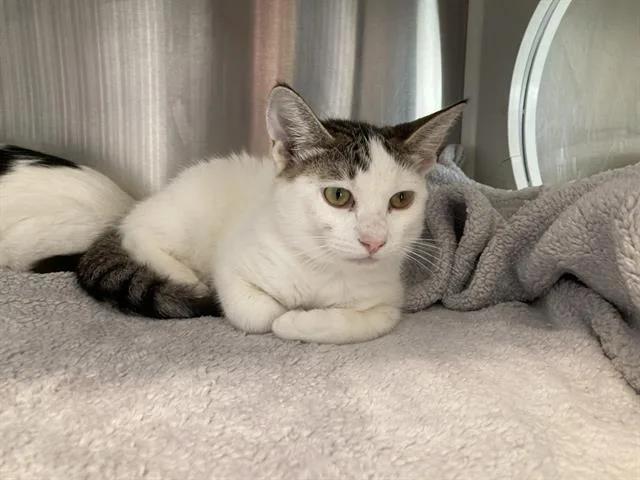 A baby small-sized female Domestic Short Hair cat named Choux for adoption in Tustin, CA