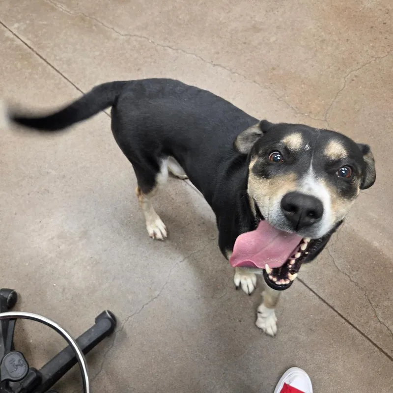 An adult large-sized male Black Mixed Breed dog named Thunder for adoption in Chattanooga, TN