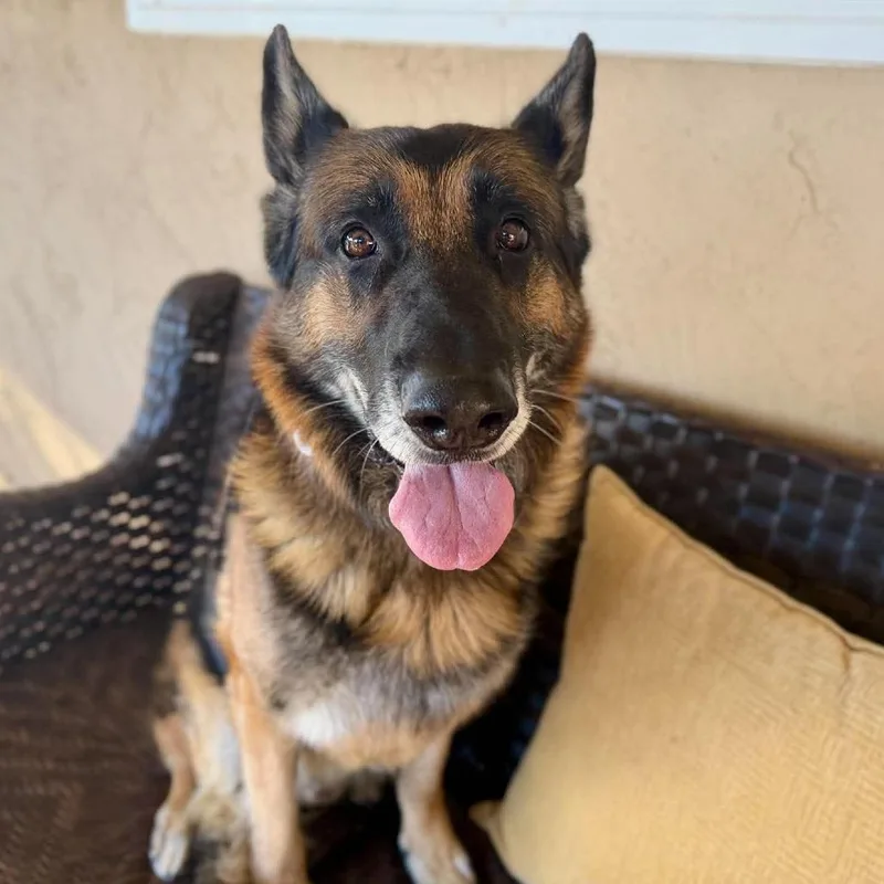 A senior large-sized male Brown / Chocolate German Shepherd Dog named Santiago for adoption in Ramona, CA