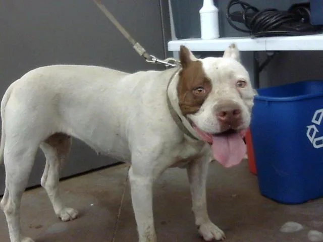 An adult large-sized female Pit Bull Terrier dog named Chata for adoption in Dallas, TX