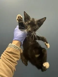 A baby small-sized male Domestic Long Hair cat named Moon for adoption in Miami, FL