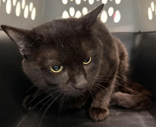 An adult medium-sized male Domestic Short Hair cat named Bubba for adoption in Ridgewood, NY