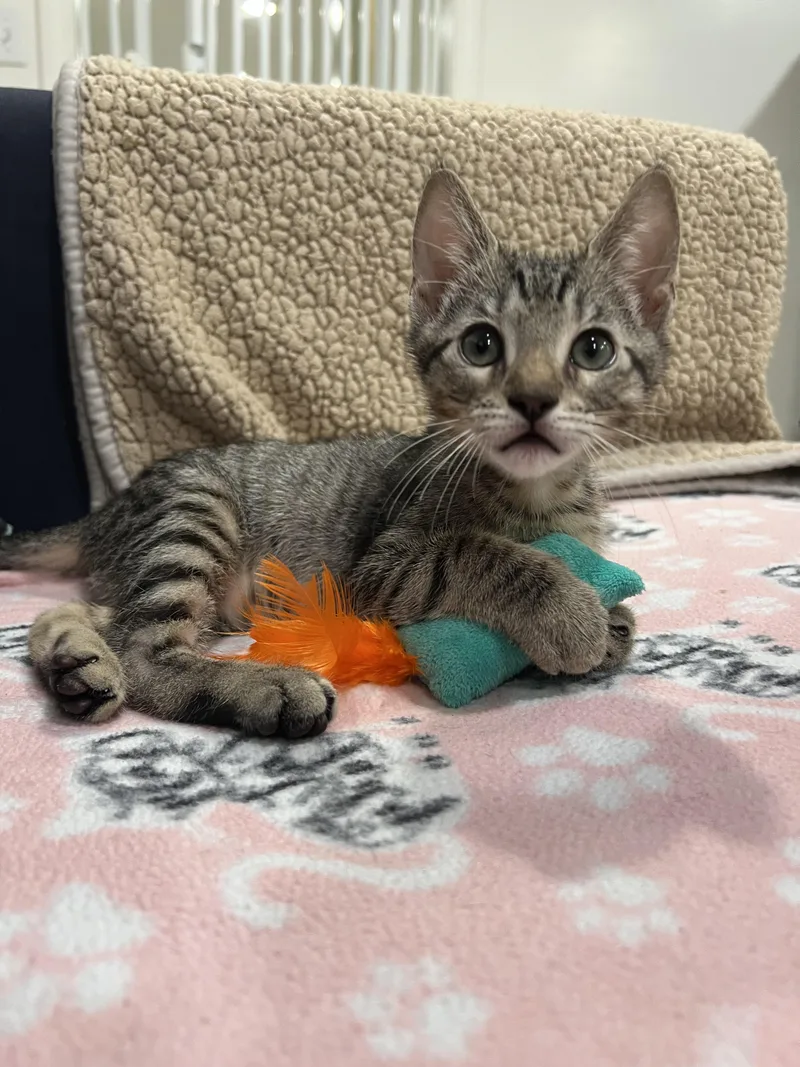 A baby medium-sized female Tabby (Gray / Blue / Silver) Domestic Short Hair cat named Soca Night and Fete for adoption in Wellesley, MA