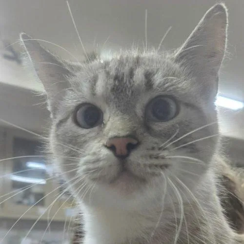 A young medium-sized female Gray / Blue / Silver Siamese cat named Daisy Head Mayzie for adoption in Tipp City, OH