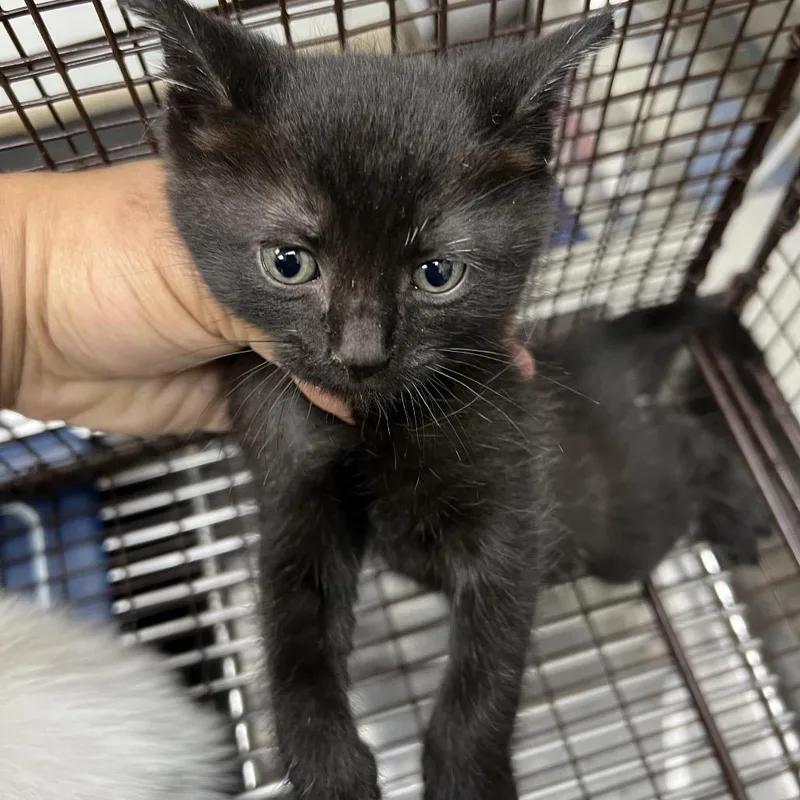 A baby small-sized male Black American Shorthair cat named Warren Beatty for adoption in Galveston, TX