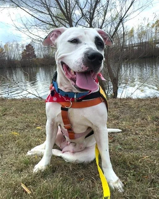 An adult large-sized female Mixed Breed dog named Sally for adoption in Dallas, TX