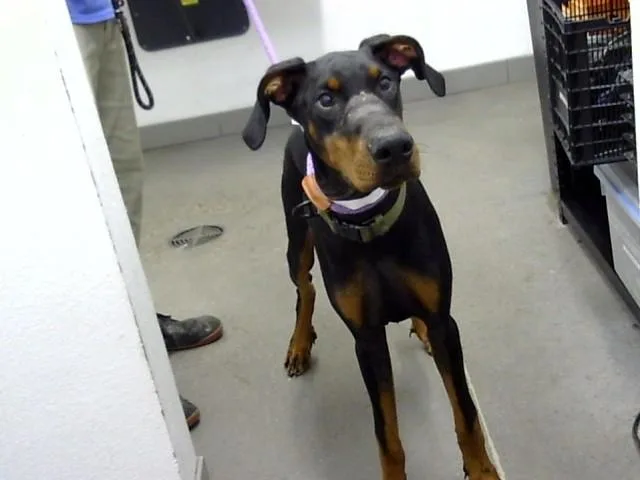 A young large-sized male Doberman Pinscher dog named Bronx for adoption in Mesa, AZ