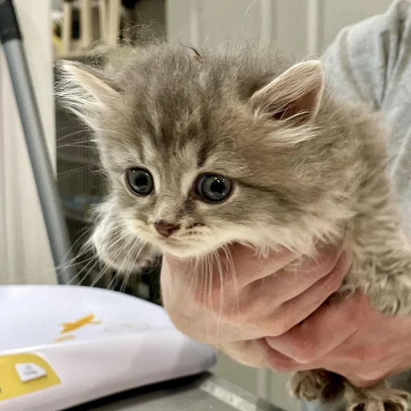 A baby small-sized female Gray / Blue / Silver Domestic Medium Hair cat named Juliet for adoption in Fairmont, WV