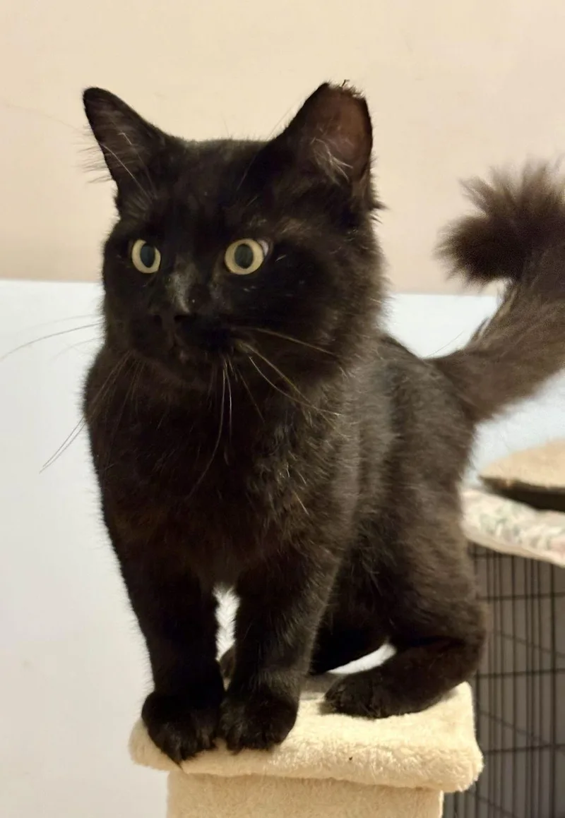 An adult large-sized male Black Domestic Long Hair cat named Omar for adoption in New Bedford, MA