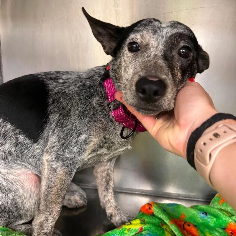 A young small-sized female Black Mixed Breed dog named Bambi for adoption in Fredericksburg, VA