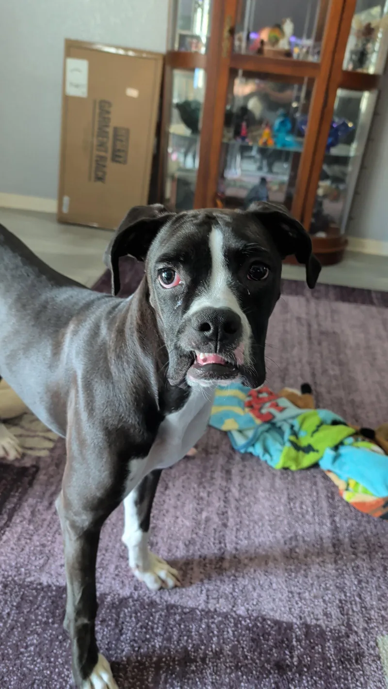 A young medium-sized female Boxer dog named Kali for adoption in Katy, TX