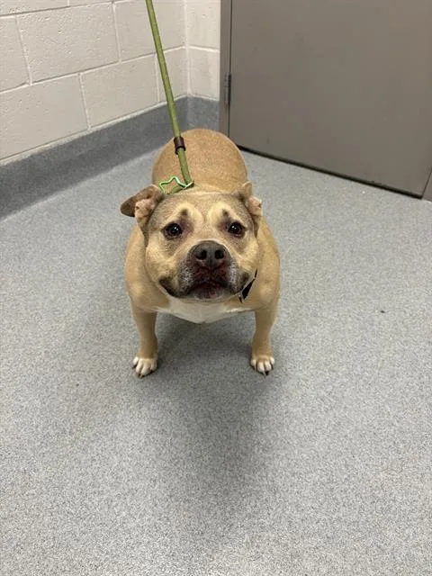An adult medium-sized male Pit Bull Terrier dog named Rocky for adoption in Indianapolis, IN