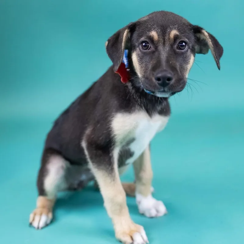 A baby medium-sized female Black Mixed Breed dog named Anna for adoption in Portland, OR