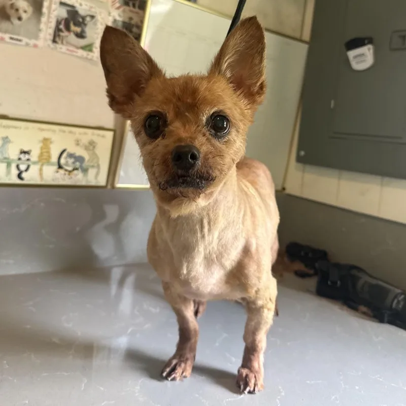 A baby small-sized female Brown / Chocolate Yorkshire Terrier dog named Jenny for adoption in Tampa, FL