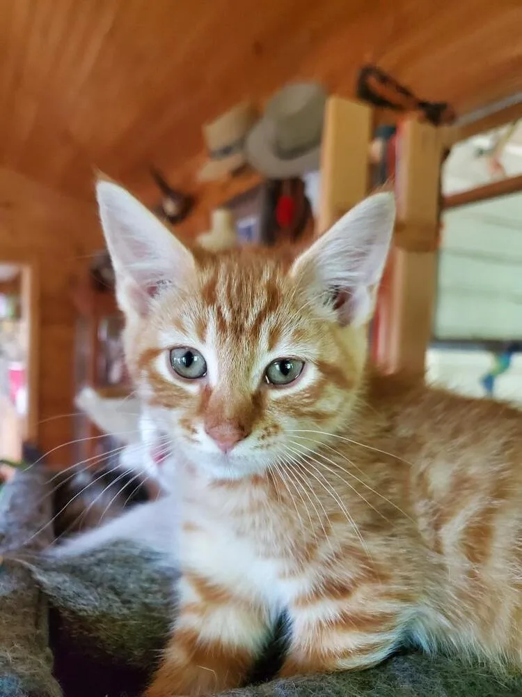 Nutmeg