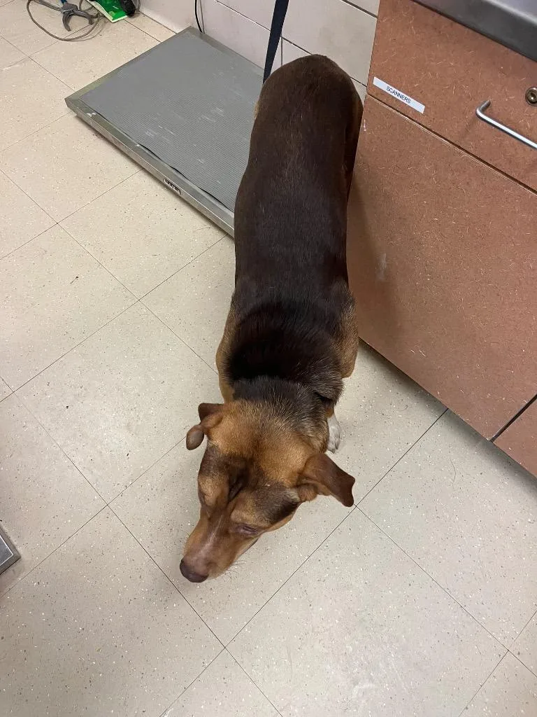 An adult large-sized male Black Mouth Cur dog named Nakita for adoption in Bossier City, LA