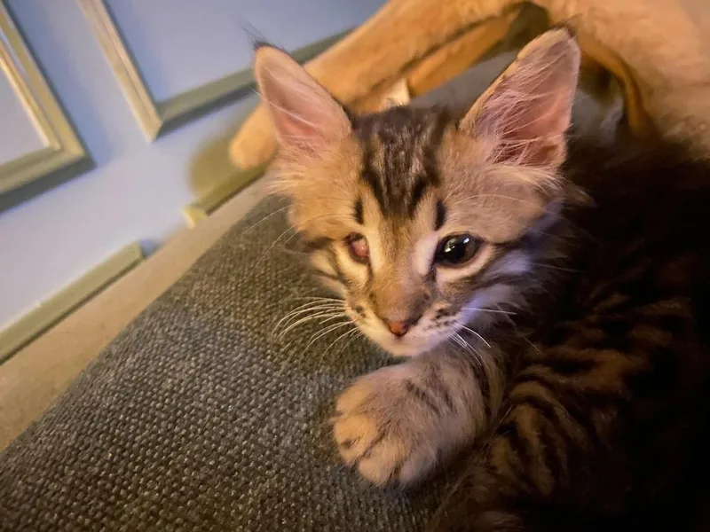A baby small-sized male Domestic Short Hair cat named Pigeon for adoption in WARNER ROBINS, GA