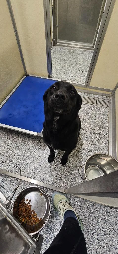A young medium-sized female Terrier dog named Maggie for adoption in Athens, TN