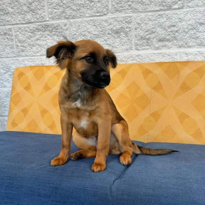 A baby medium-sized female Shepherd dog named Harper for adoption in Danbury, CT