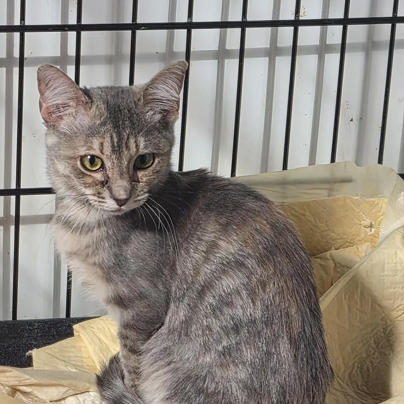 A baby medium-sized female Domestic Short Hair cat named Marilyn for adoption in Greeley, CO