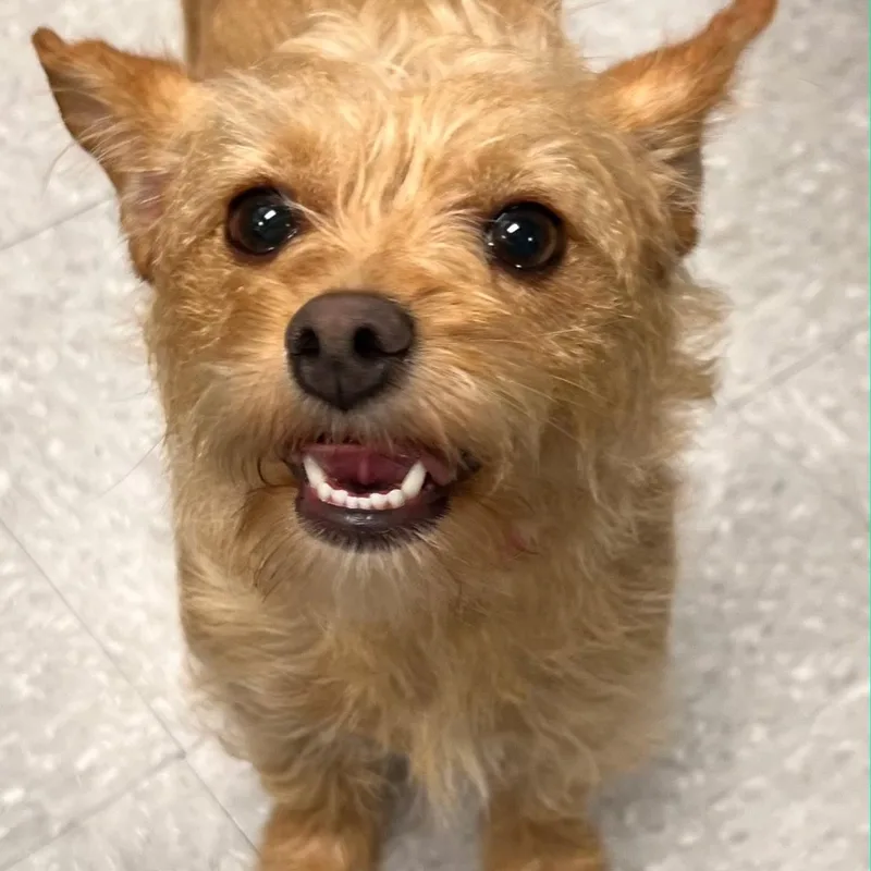 A young small-sized female Yellow / Tan / Blond / Fawn Yorkshire Terrier dog named Ginger for adoption in High View, WV
