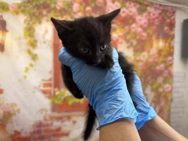 A baby small-sized male Domestic Short Hair cat named Damien for adoption in San Bernardino, CA