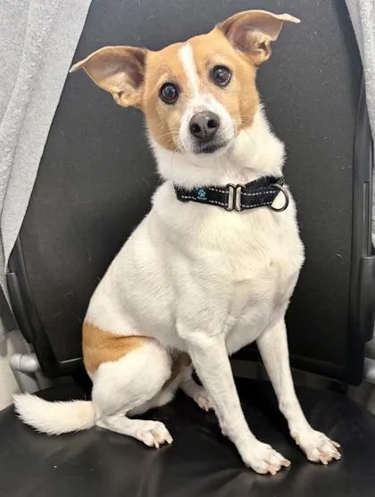 A senior small-sized male White / Cream Terrier dog named Toby for adoption in Key West, FL