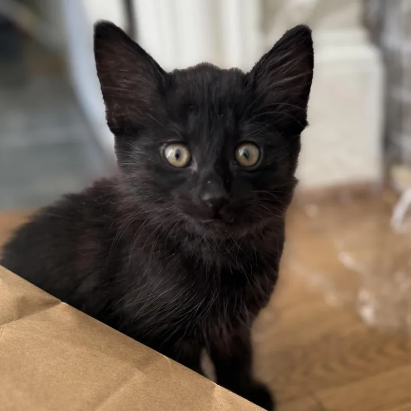 A baby small-sized male Domestic Medium Hair cat named Cricket for adoption in Cumming, GA