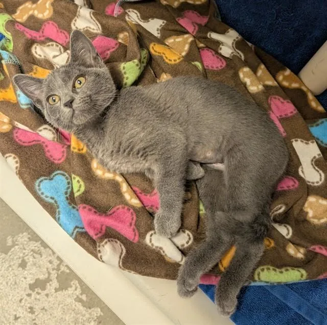 A baby medium-sized male Domestic Short Hair cat named Lambo for adoption in Salinas, CA