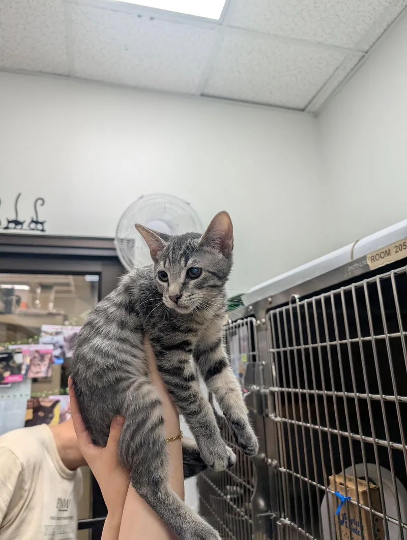 A baby medium-sized male Gray & White Domestic Short Hair cat named Marlik Rain for adoption in Trenton, NJ