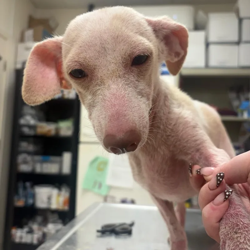 An adult small-sized female Dachshund dog named Diet Coke for adoption in Pekin, IL