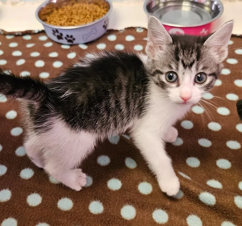 A baby small-sized female Domestic Short Hair cat named Opal for adoption in Sherwood, AR