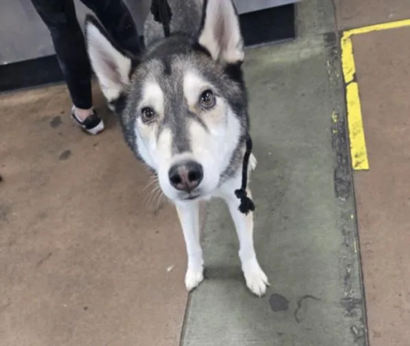 An adult large-sized male Siberian Husky dog named Hondo for adoption in Chatsworth, CA
