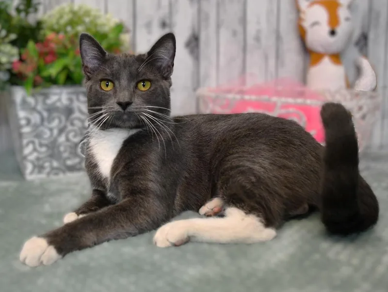A baby small-sized female Domestic Short Hair cat named Max for adoption in Roanoke, TX