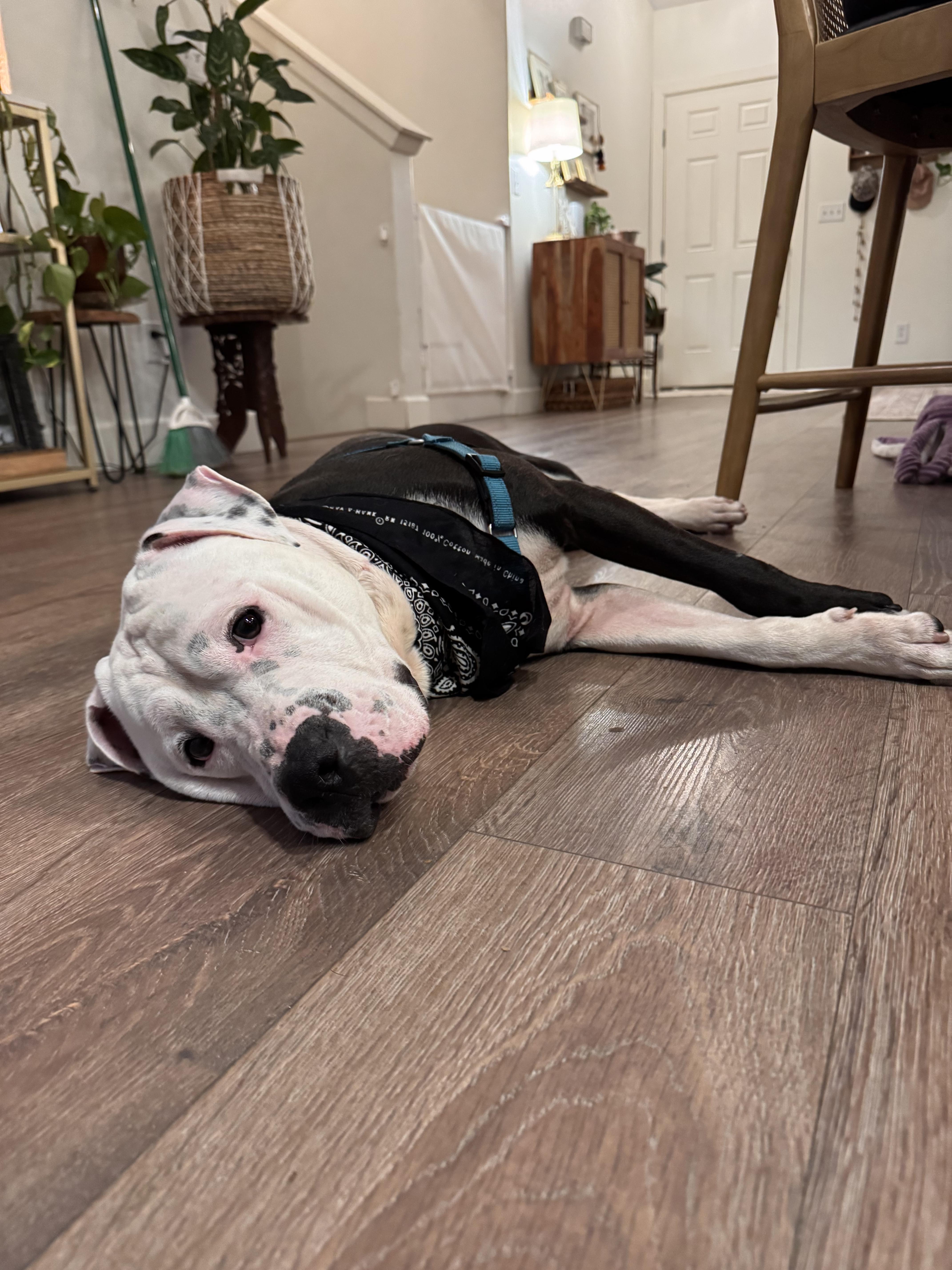 A young large-sized male Harlequin American Bully dog named Rex for adoption in Olympia, WA