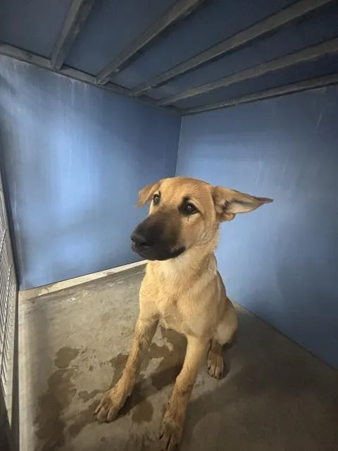 A baby small-sized female German Shepherd Dog dog named Judy for adoption in San Bernardino, CA