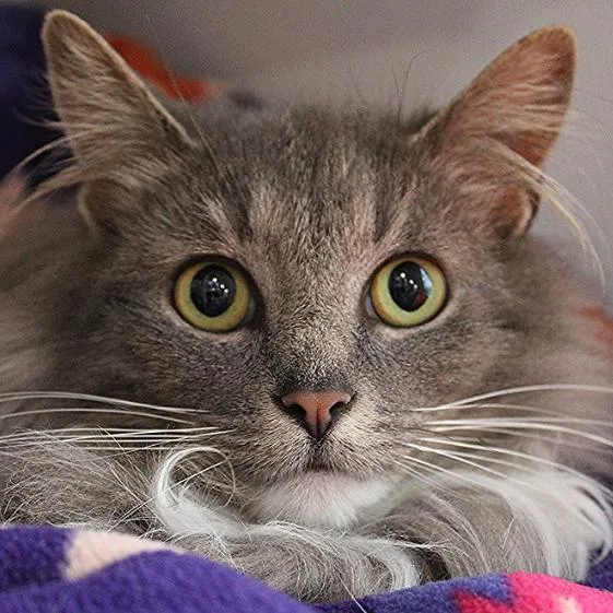 A young medium-sized female Gray / Blue / Silver Domestic Long Hair cat named Mary Lou for adoption in Defiance, OH