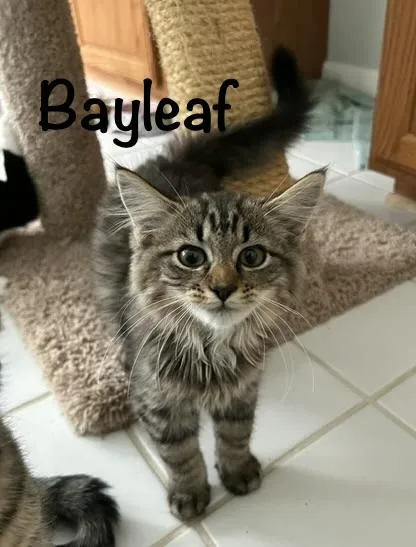A baby medium-sized male Black & White / Tuxedo Domestic Short Hair cat named Dill ThymeOreganoBayleaf for adoption in Leesburg, VA