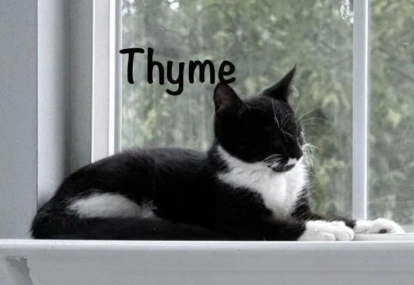 Dill  ThymeOreganoBayleaf thumbnail 2
