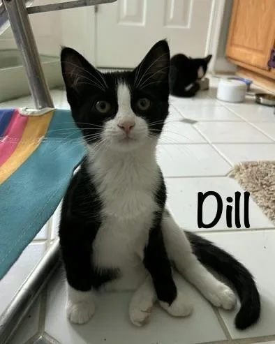 Dill  ThymeOreganoBayleaf thumbnail 3