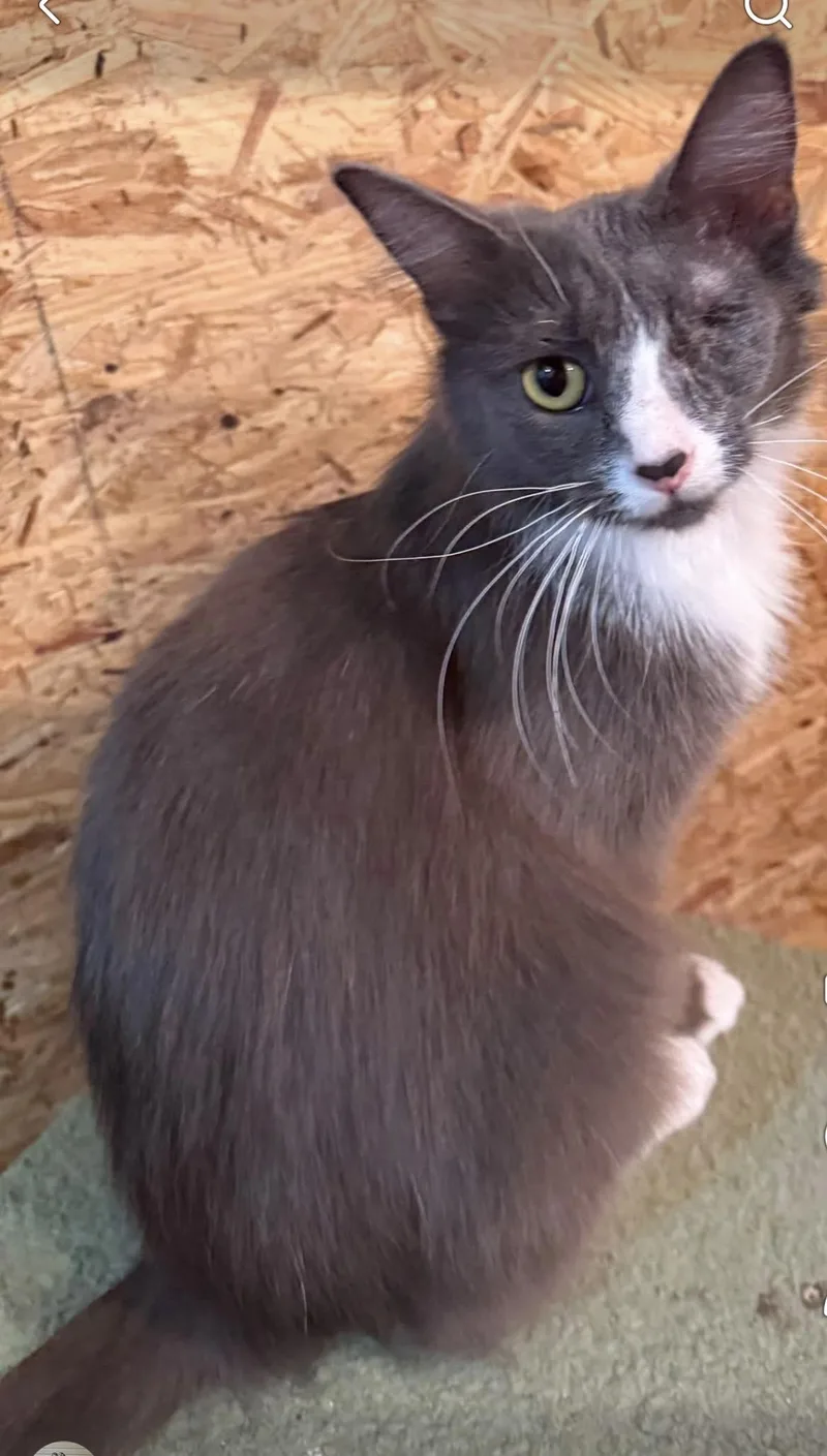 A young medium-sized female Domestic Long Hair cat named Puffins for adoption in Sneads Ferry, NC