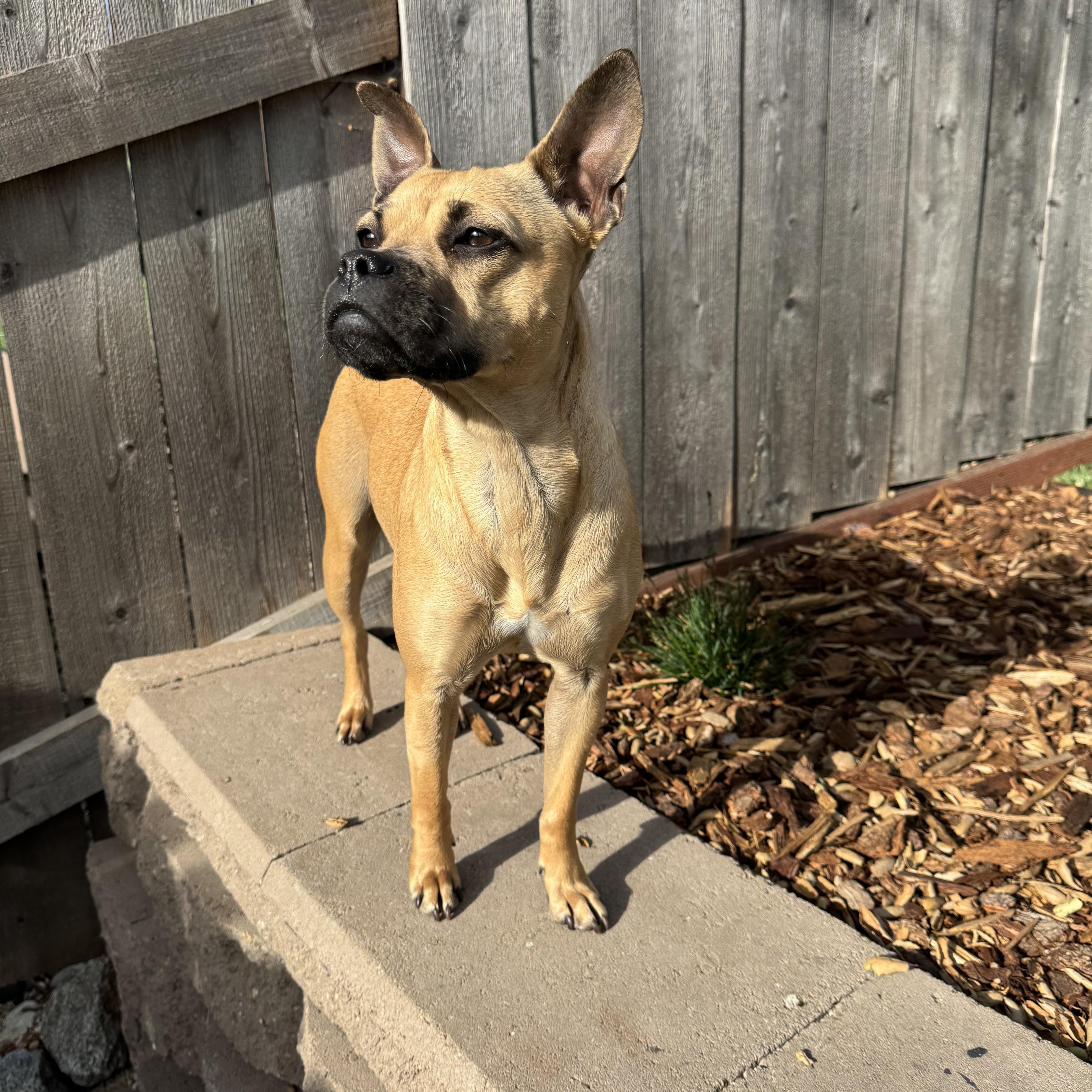 Daffodil thumbnail 2