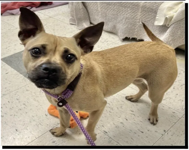 Daffodil thumbnail 3