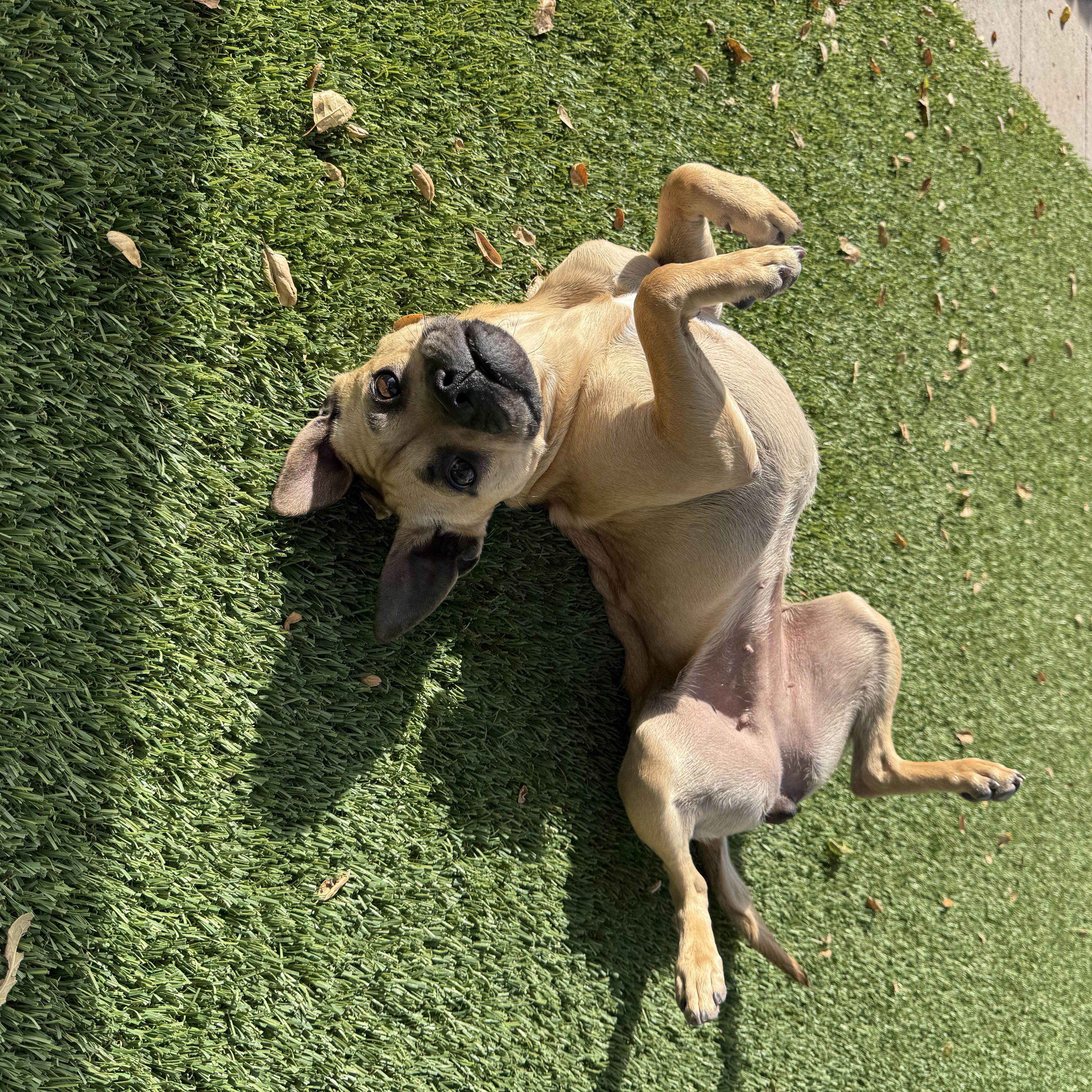 Daffodil thumbnail 4