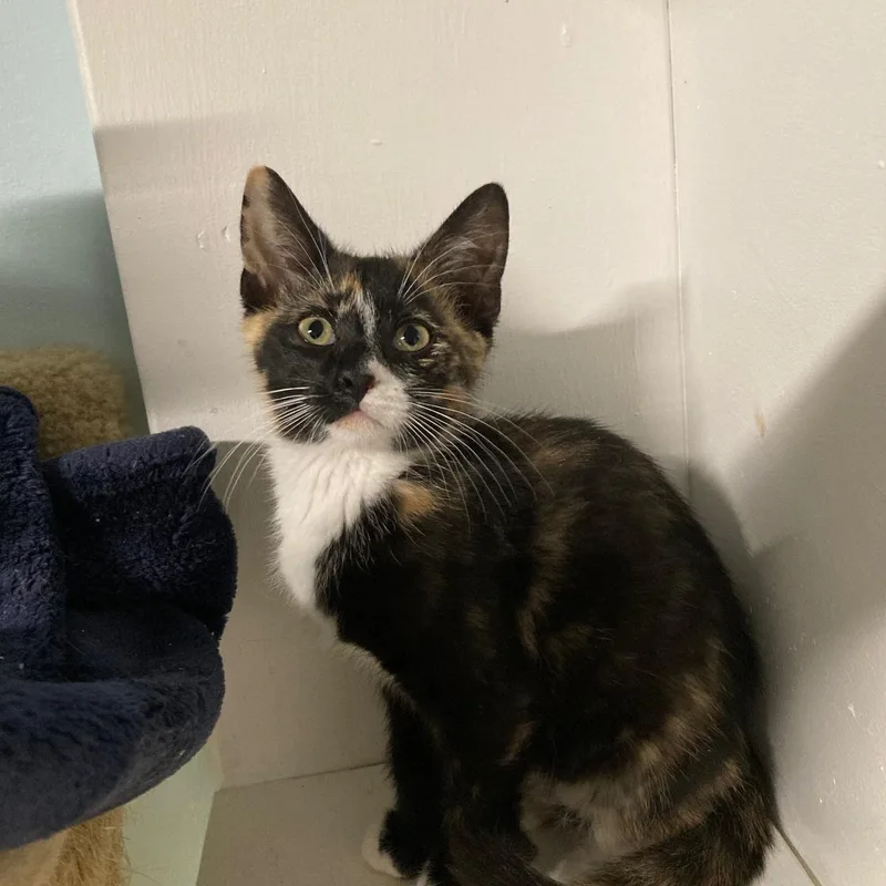 A baby small-sized female Calico Domestic Short Hair cat named Tulip for adoption in Watkinsville, GA