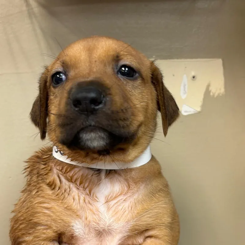 A baby small-sized female Brown / Chocolate Mixed Breed dog named Wanda for adoption in Birmingham, AL