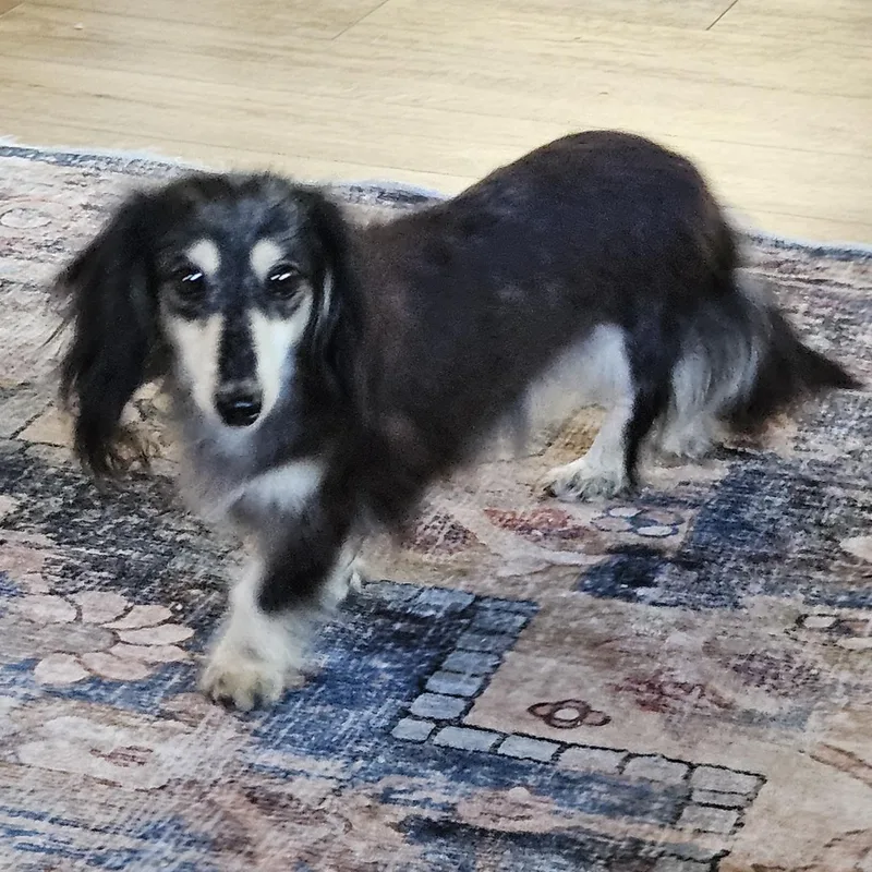 An adult small-sized female Black Dachshund (Miniature Long Haired) dog named Ella for adoption in Martinsville, IN